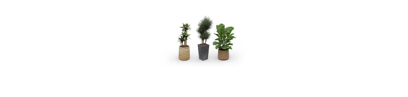 Plantes & végétaux décoratifs
