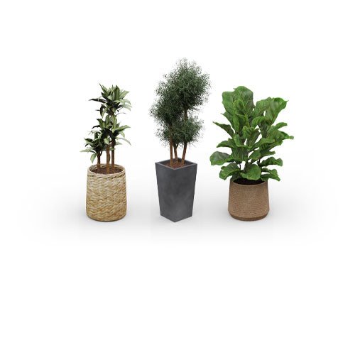 Plantes & végétaux décoratifs